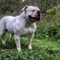 Zakir, a male American Bulldog for sale in Houston, TX – 4 of 4