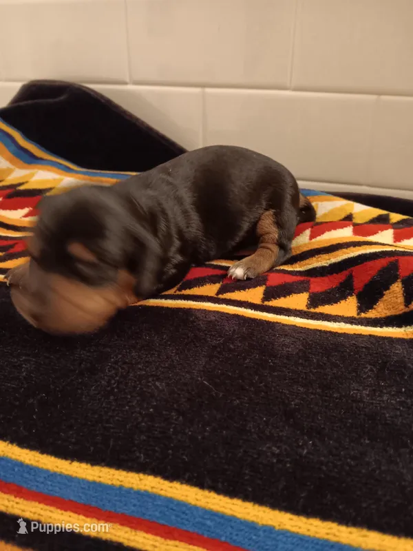 Dandelion  – Miniature Dachshund puppy for sale in Old Chatham, NY