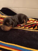 Dandelion , a female Miniature Dachshund for sale in Old Chatham, NY – Photo 1 of 4