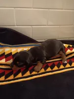 Dandelion , a female Miniature Dachshund for sale in Old Chatham, NY – Photo 4 of 4