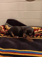 Dandelion , a female Miniature Dachshund for sale in Old Chatham, NY – Photo 3 of 4