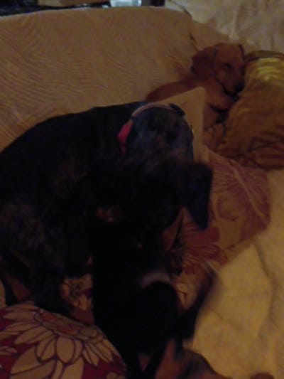 Dandelion Tea, a female Miniature Dachshund for sale in Old Chatham, NY – 10 of 10