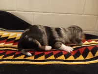 Prince, a male Miniature Dachshund for sale in Old Chatham, NY – 5 of 5