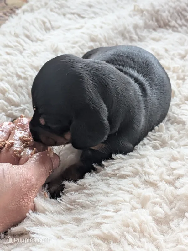 Shadow – Miniature Dachshund puppy for sale in Old Chatham, NY