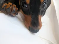 Dandelion Tea, a female Miniature Dachshund for sale in Old Chatham, NY – 2 of 10