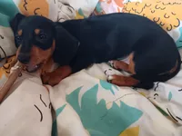 Dandelion Tea, a female Miniature Dachshund for sale in Old Chatham, NY – 1 of 10