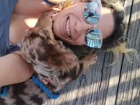 Tiny Toni Toby , a male Miniature Dachshund for sale in Old Chatham, NY – 6 of 10