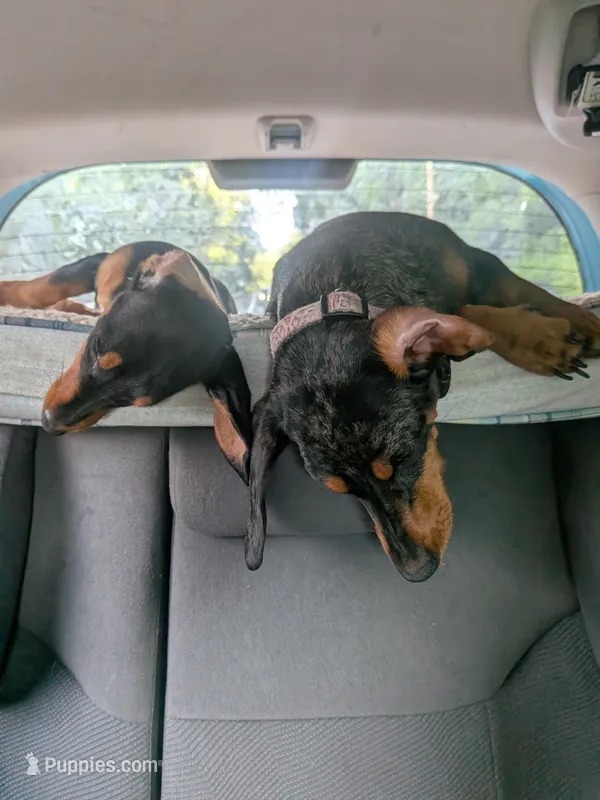 Dandelion Tea – Miniature Dachshund puppy for sale in Old Chatham, NY