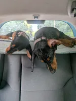 Dandelion Tea, a female Miniature Dachshund for sale in Old Chatham, NY – 1 of 10