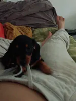 Dandelion Tea, a female Miniature Dachshund for sale in Old Chatham, NY – 2 of 10