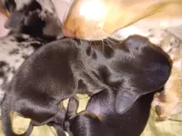 Moon, a female Miniature Dachshund for sale in Brainard, NY – 6 of 7