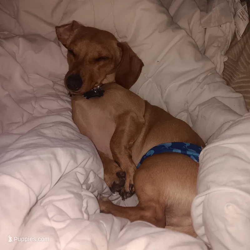 Copper cowboy aka Taco – Miniature Dachshund puppy for sale in Old Chatham, NY