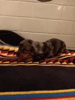 Sausage , a male Miniature Dachshund for sale in Old Chatham, NY – Photo 3 of 3
