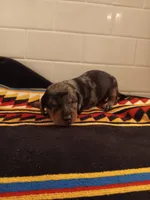 Sausage , a male Miniature Dachshund for sale in Old Chatham, NY – Photo 2 of 3