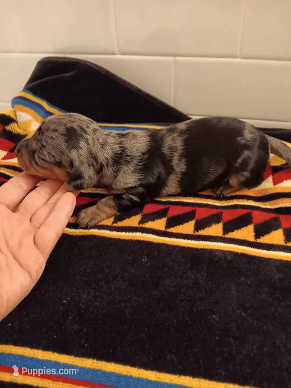 Sausage  – Miniature Dachshund puppy for sale in Old Chatham, NY