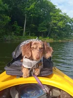 Tiny Toni Toby , a male Miniature Dachshund for sale in Old Chatham, NY – 2 of 10