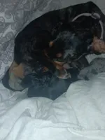 Poppyseed, a female Miniature Dachshund for sale in Brainard, NY – 5 of 6