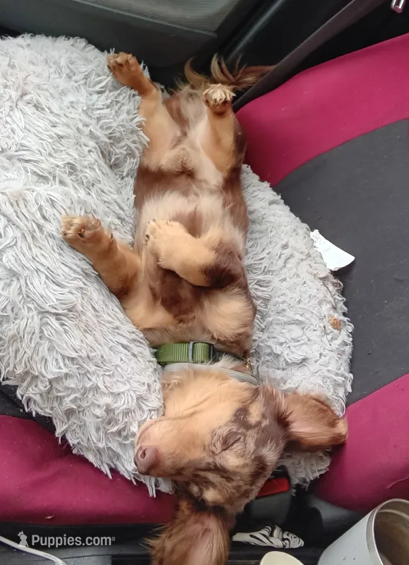 STUD; Tiny Toni Toby  – Miniature Dachshund puppy for sale in Old Chatham, NY