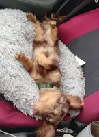 Tiny Toni Toby , a male Miniature Dachshund for sale in Old Chatham, NY – 4 of 10