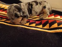 Buttercup, a female Miniature Dachshund for sale in Old Chatham, NY – Photo 3 of 4