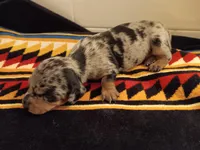 Buttercup, a female Miniature Dachshund for sale in Old Chatham, NY – Photo 2 of 4