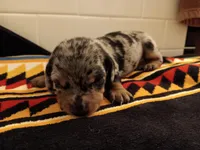 Buttercup, a female Miniature Dachshund for sale in Old Chatham, NY – Photo 4 of 4