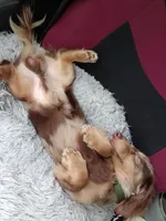 Tiny Tony Toby , a male Miniature Dachshund for sale in Brainard, NY – 4 of 8