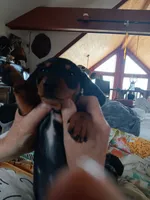 Dandelion Tea, a female Miniature Dachshund for sale in Old Chatham, NY – 9 of 10