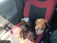 Copper cowboy aka Taco, a male Miniature Dachshund for sale in Old Chatham, NY – 6 of 8