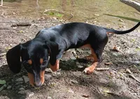 Dandelion Tea, a female Miniature Dachshund for sale in Old Chatham, NY – 10 of 10