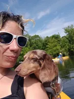 Tiny Toni Toby , a male Miniature Dachshund for sale in Old Chatham, NY – 3 of 10