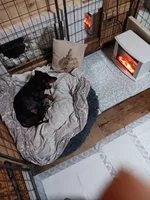 Poppyseed, a female Miniature Dachshund for sale in Brainard, NY – 6 of 6
