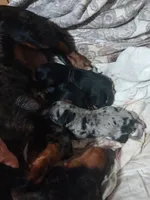 William , a male Miniature Dachshund for sale in Brainard, NY – 3 of 4