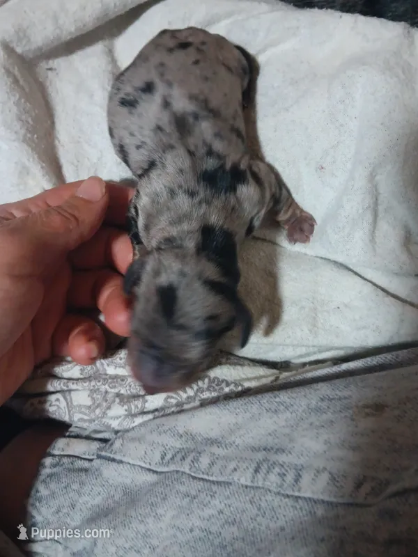 Dilly pickle (khosher) – Miniature Dachshund puppy for sale in Brainard, NY