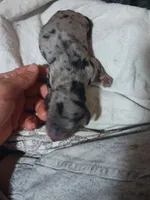 Dilly pickle (khosher), a male Miniature Dachshund for sale in Brainard, NY – 1 of 6