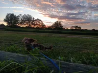 Tiny Toni Toby , a male Miniature Dachshund for sale in Old Chatham, NY – 7 of 10