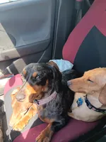 Copper cowboy aka Taco, a male Miniature Dachshund for sale in Old Chatham, NY – 4 of 5