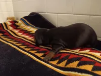Shadow, a female Miniature Dachshund for sale in Old Chatham, NY – Photo 4 of 4