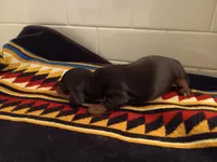 Shadow, a female Miniature Dachshund for sale in Old Chatham, NY – Photo 3 of 4