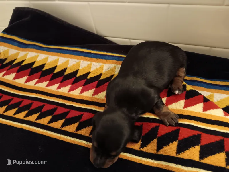 Shadow – Miniature Dachshund puppy on hold in Old Chatham, NY