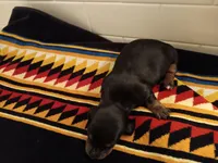 Shadow, a female Miniature Dachshund for sale in Old Chatham, NY – Photo 2 of 4