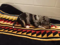 Prince, a male Miniature Dachshund for sale in Old Chatham, NY – 3 of 5