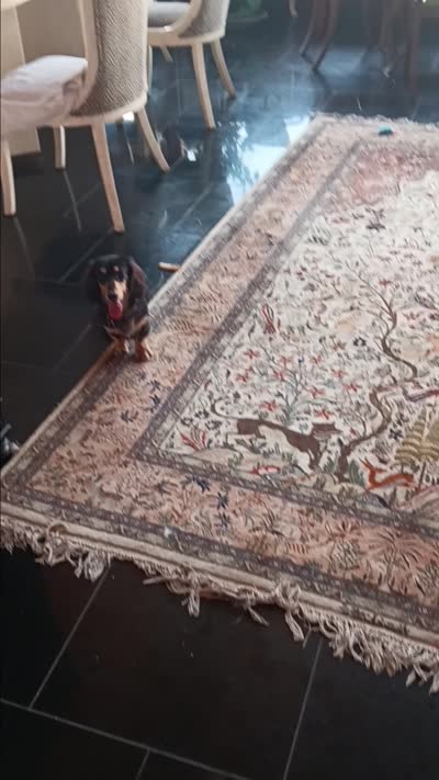 Aceimus Maximus Meridicus, a male Miniature Dachshund for sale in Old Chatham, NY – 8 of 8