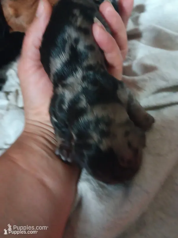 Poppyseed – Miniature Dachshund puppy for sale in Brainard, NY