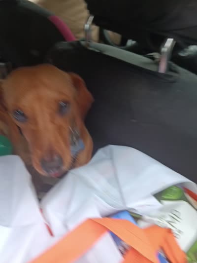Copper cowboy aka Taco, a male Miniature Dachshund for sale in Old Chatham, NY – 5 of 5