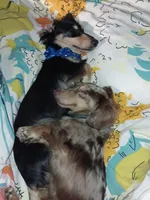 Dilly pickle (khosher), a male Miniature Dachshund for sale in Brainard, NY – 6 of 6