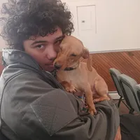 Copper cowboy aka Taco, a male Miniature Dachshund for sale in Old Chatham, NY – 2 of 8