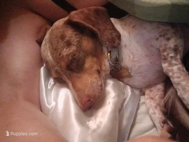 Super Nova Outlaw & Maximus Aceimus Meridicus – Miniature Dachshund puppy for sale in Brainard, NY