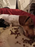 Toby, a male Miniature Dachshund for sale in Brainard, NY – 6 of 6