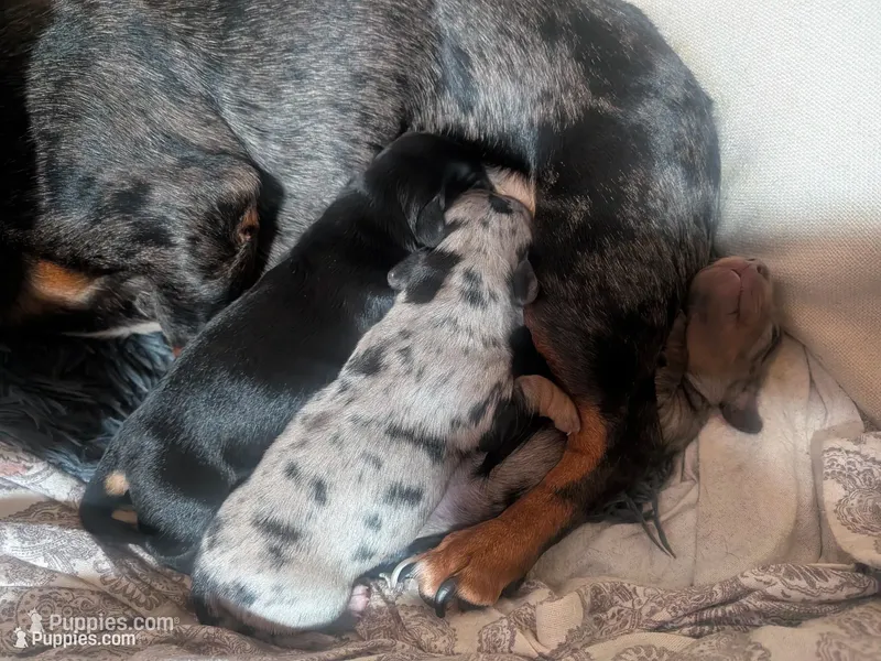 Shera – Miniature Dachshund puppy for sale in Brainard, NY